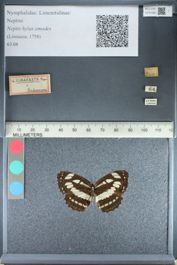 Media type: image;   Entomology 161860